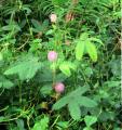 Mimosa pudica