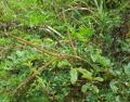 Mimosa quadrivalvis
