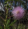 Mimosa regina
