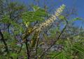 Mimosa tenuiflora