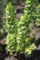 Moluccella laevis