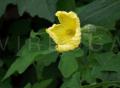 Momordica charantia