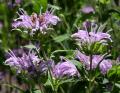 Monarda fistulosa