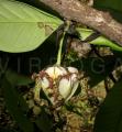 Monodora myristica