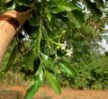 Morinda lucida