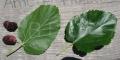 Morus nigra
