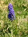 Muscari armeniacum