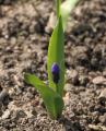Muscari latifolium
