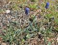 Muscari neglectum