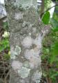 Mussaenda philippica