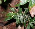 Mycetia gracilis