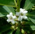 Myoporum laetum