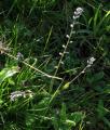 Myosotis discolor