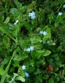 Myosotis scorpioides