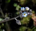 Myosotis stricta