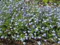 Myosotis sylvatica