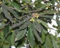 Myrica esculenta