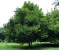 Myristica fragrans