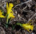 Narcissus asturiensis