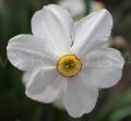 Narcissus poeticus