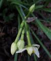 Narcissus pseudonarcissus