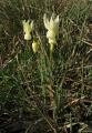 Narcissus triandrus