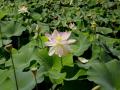 Nelumbo nucifera