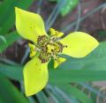 Neomarica longifolia