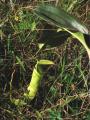 Nepenthes mirabilis
