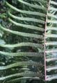Nephrolepis biserrata