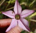 Nicotiana alata
