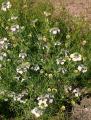 Nigella arvensis