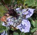 Nigella hispanica