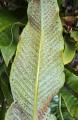 Niphidium crassifolium