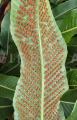 Niphidium crassifolium