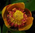 Nuphar lutea