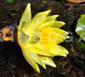 Nymphaea mexicana