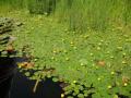 Nymphoides peltata