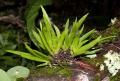 Oberonia rufilabris