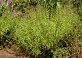 Ocimum basilicum