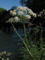 Oenanthe crocata