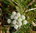 Oenanthe javanica