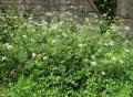 Oenanthe pimpinelloides