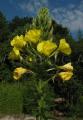 Oenothera biennis