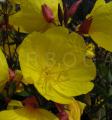 Oenothera fruticosa