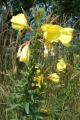 Oenothera glazioviana