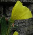 Oenothera macrocarpa