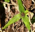 Oldenlandia paridifolia