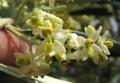 Olea europaea