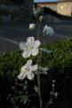 Omphalodes linifolia